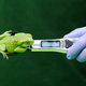 A waxy monkey leaf frog gets weighed in 2013. (EPA/Facundo Arrizabalaga)